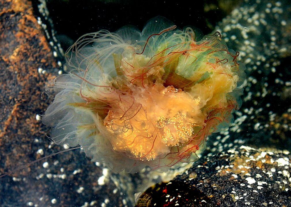 Jellyfish invade Scituate Harbor